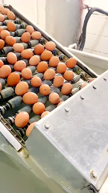 食品廠的雞蛋糕特別干凈,雞蛋都被清洗過(guò),不是黑心作坊能比的